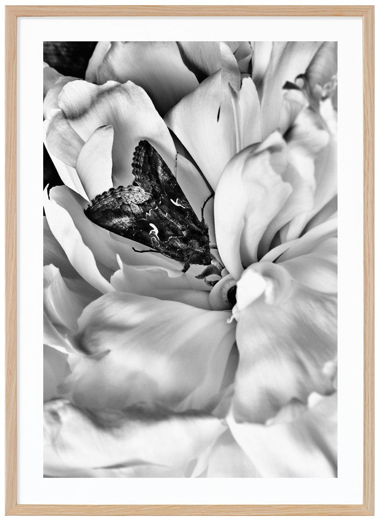 Black and white photograph of a butterfly in the middle of a white peony in close-up. Oak frame.