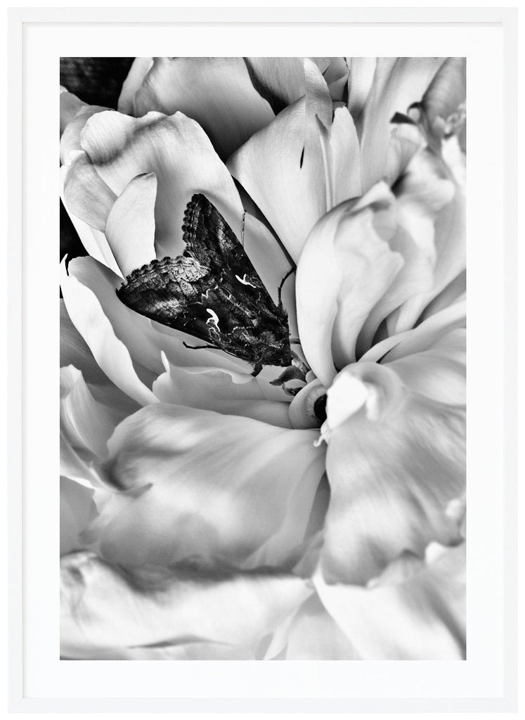 Black and white photograph of a butterfly in the middle of a white peony in close-up. White frame.