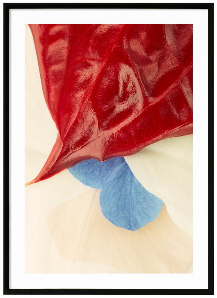 Color photography of red, white and blue leaves with a vague graphic element in the image.  Black frame. 