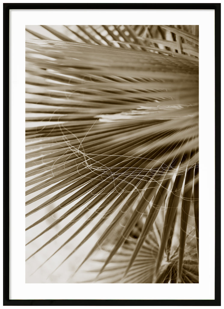 Color photograph of palm leaves in green beige tones.  Black frame. 