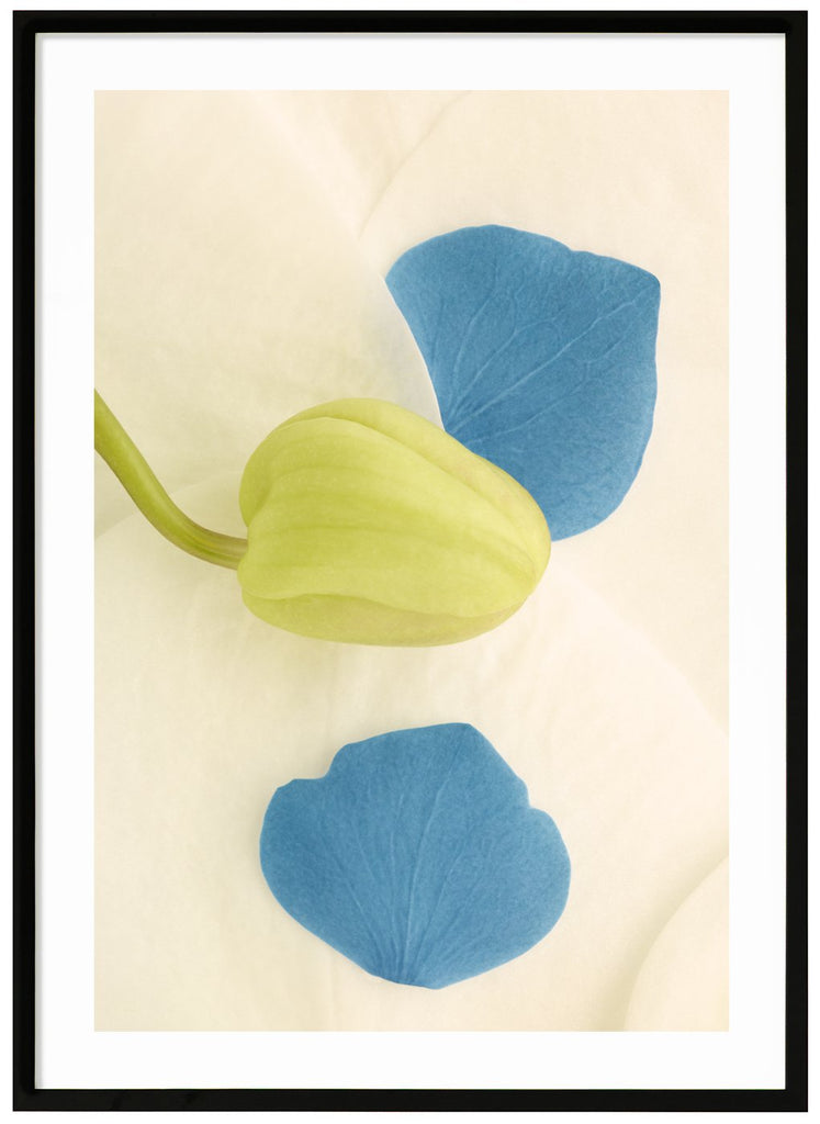 Color photography of blue and white flower petals and a green bud.  Black frame. 