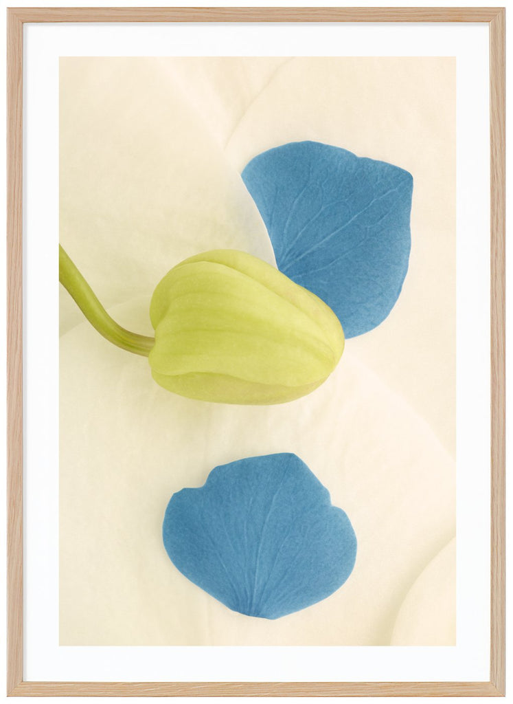 Color photography of blue and white flower petals and a green bud.  Oak frame.
