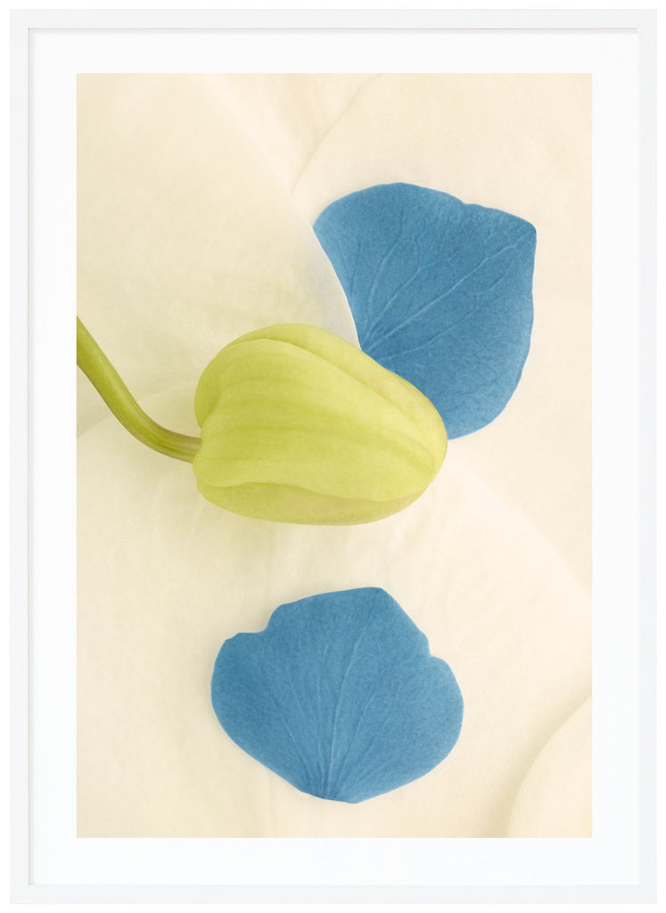 Color photography of blue and white flower petals and a green bud.  White frame. 