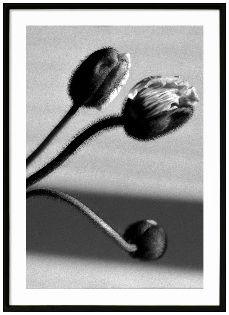 Graphic black and white close-up of poppy flowers (poppies) that have not yet bloomed. Black frame. 