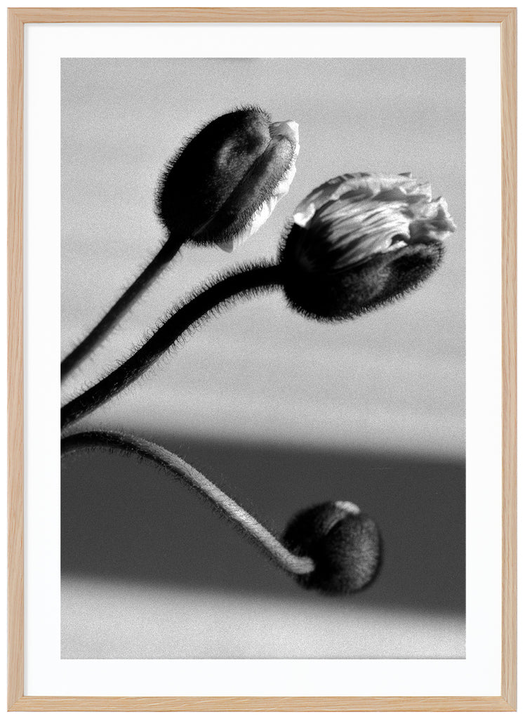 Graphic black and white close-up of poppy flowers (poppies) that have not yet bloomed. Oak frame. 