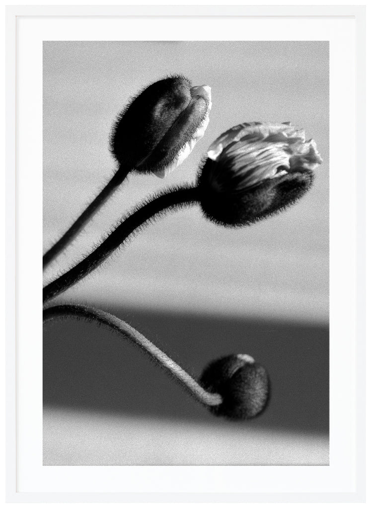 Graphic black and white close-up of poppy flowers (poppies) that have not yet bloomed. White frame. 