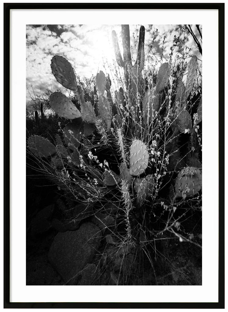 Black and white photograph of the pear-shaped Prickly Pear cactus, in Tucson Arizona. Black frame.