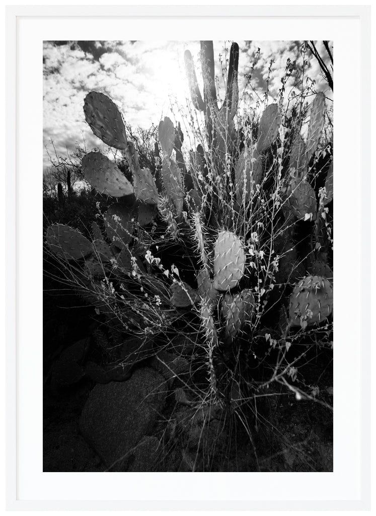Black and white photograph of the pear-shaped Prickly Pear cactus, in Tucson Arizona. White frame.