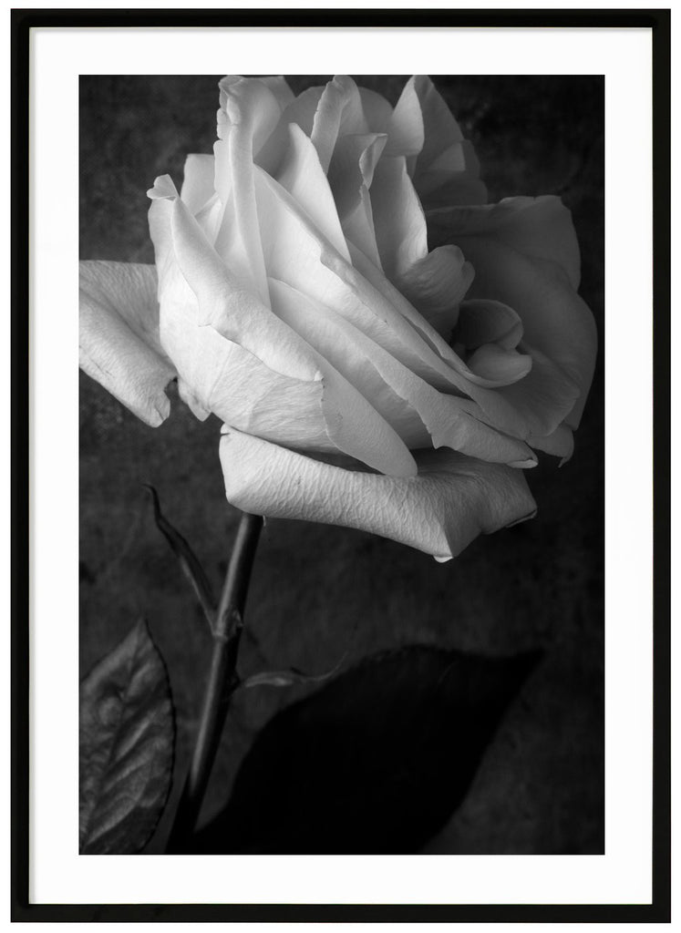 Still life of a white rose photographed in black and white. Black frame.