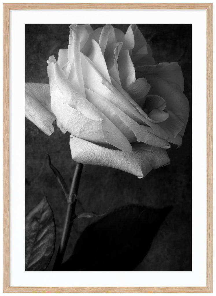 Still life of a white rose photographed in black and white. Oak frame. 