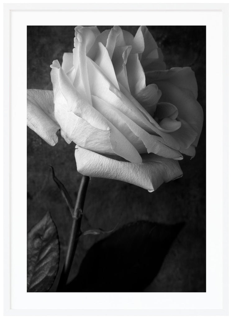 Still life of a white rose photographed in black and white.  White frame. 