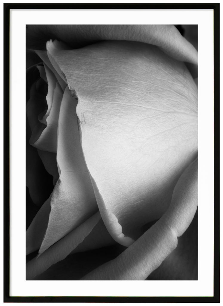 Still life of a white rose photographed in black and white. Black frame. 