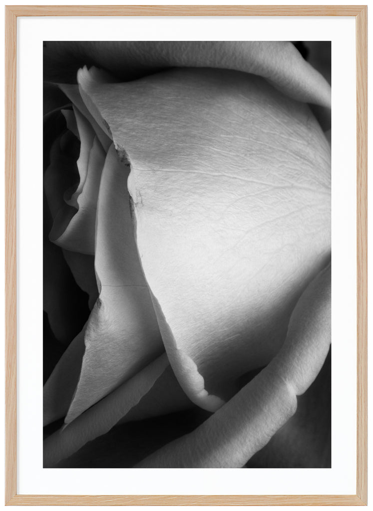 Still life of a white rose photographed in black and white. Oak frame. 