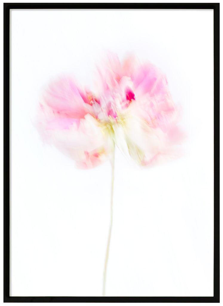 Flower, a pink peony, photographed with motion blur. Black frame. 