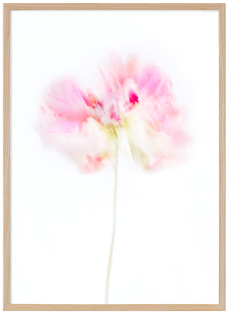 Flower, a pink peony, photographed with motion blur. Oak frame. 