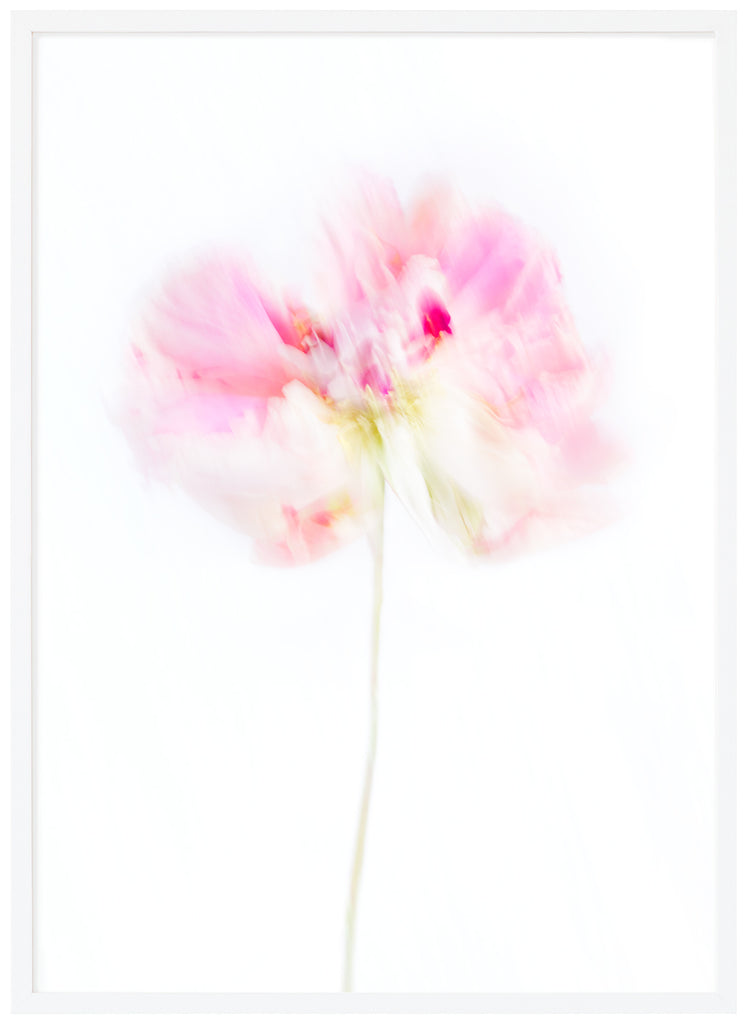 Flower, a pink peony, photographed with motion blur. White frame. 