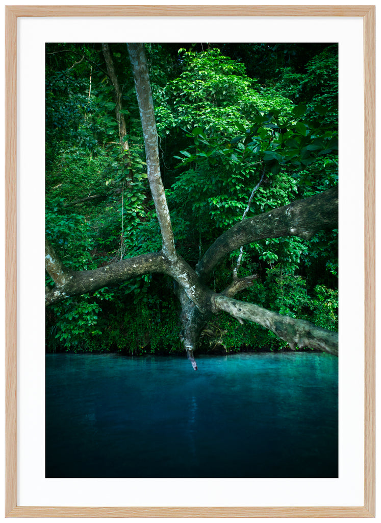 Rasta River