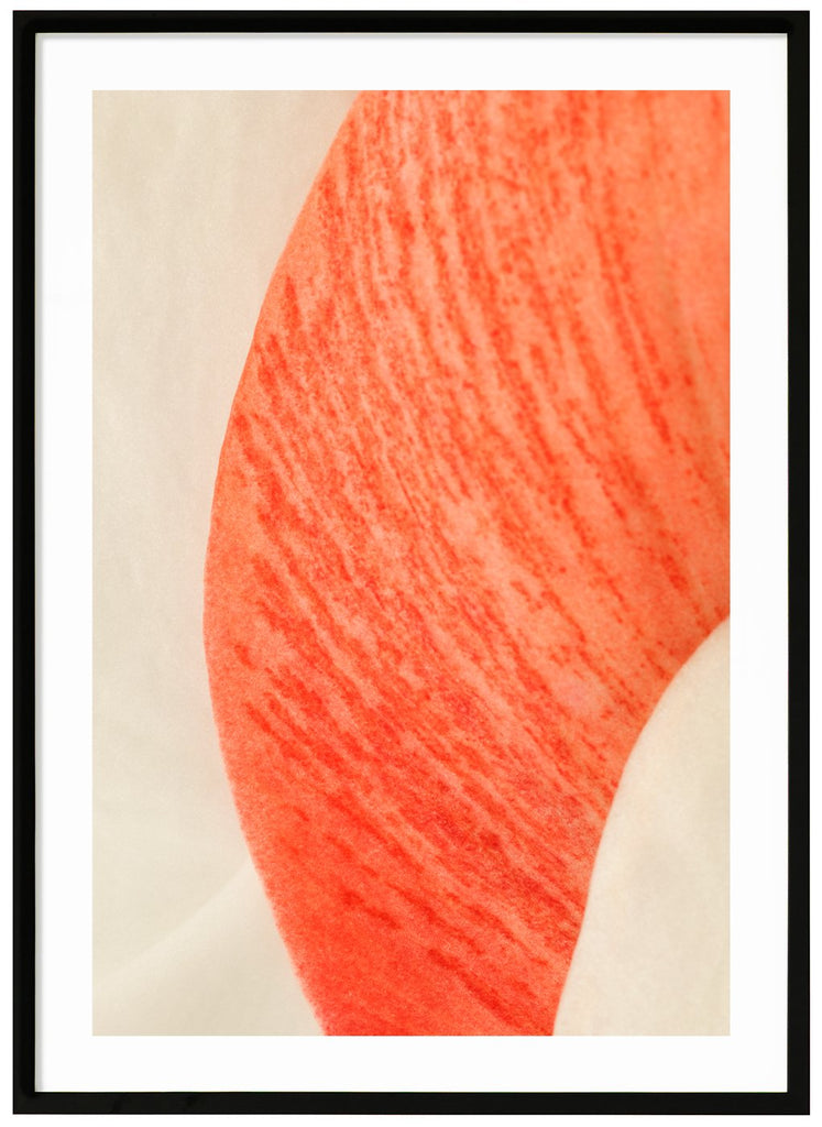 Abstract poster of red and white flower petals. Red and orange tones. Portrait format. Black frame. 