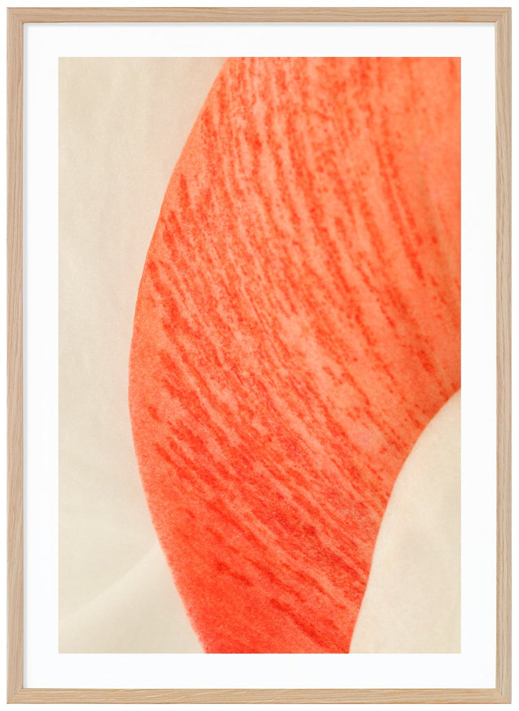 Abstract poster of red and white flower petals. Red and orange tones. Portrait format. Oak frame.