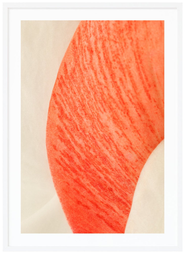 Abstract poster of red and white flower petals. Red and orange tones. Portrait format. White frame. 