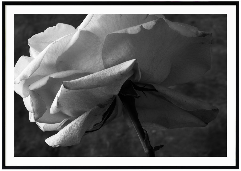 Still life of a white rose photographed in black and white. Black frame. 