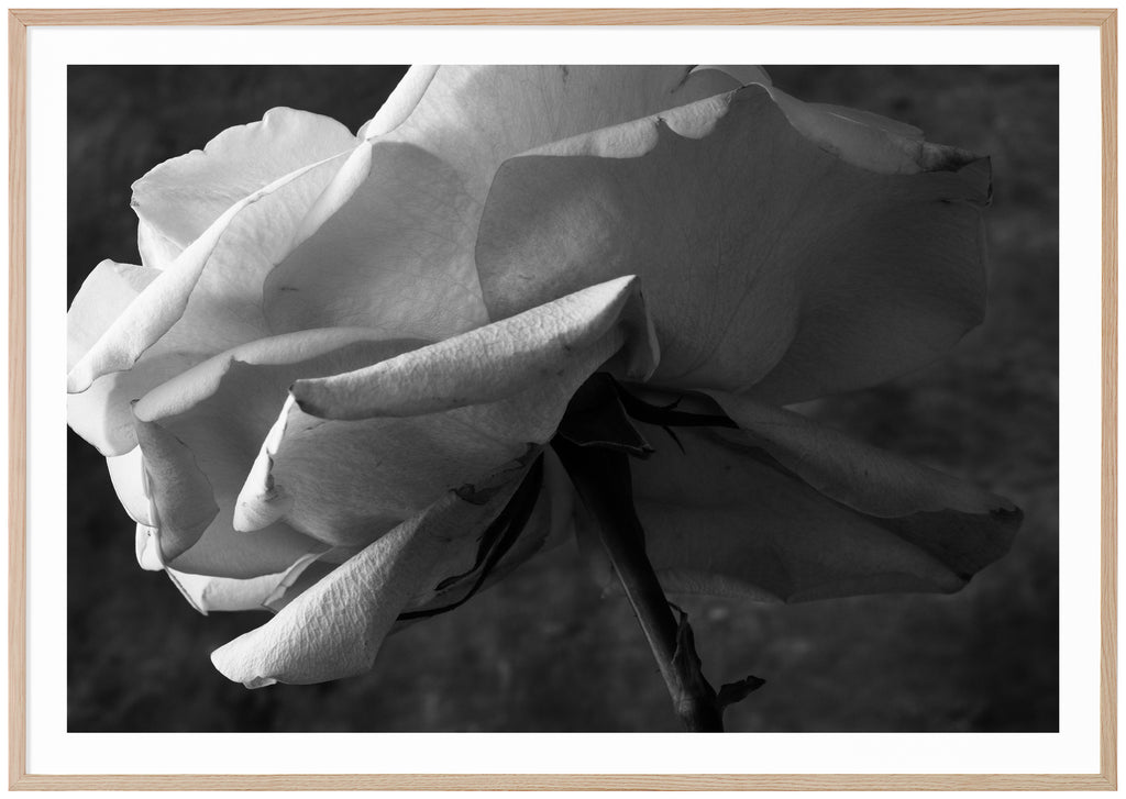 Still life of a white rose photographed in black and white. Oak frame. 