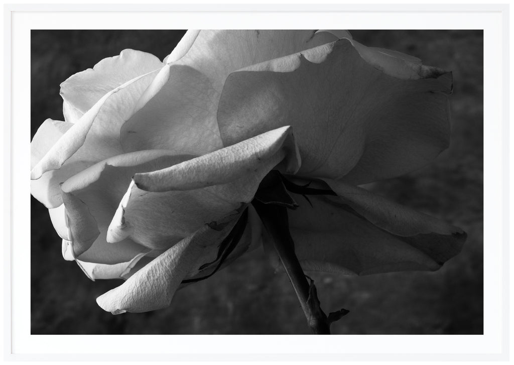 Still life of a white rose photographed in black and white. White frame. 