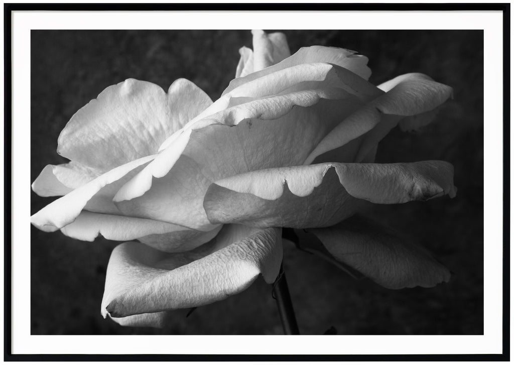 Still life of a white rose photographed in black and white. Black frame.