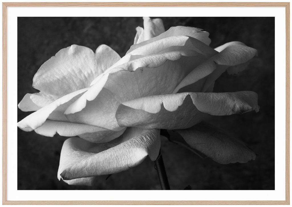 Still life of a white rose photographed in black and white. Oak frame. 