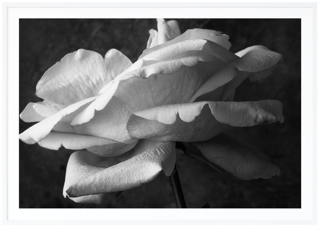 Still life of a white rose photographed in black and white. White frame. 