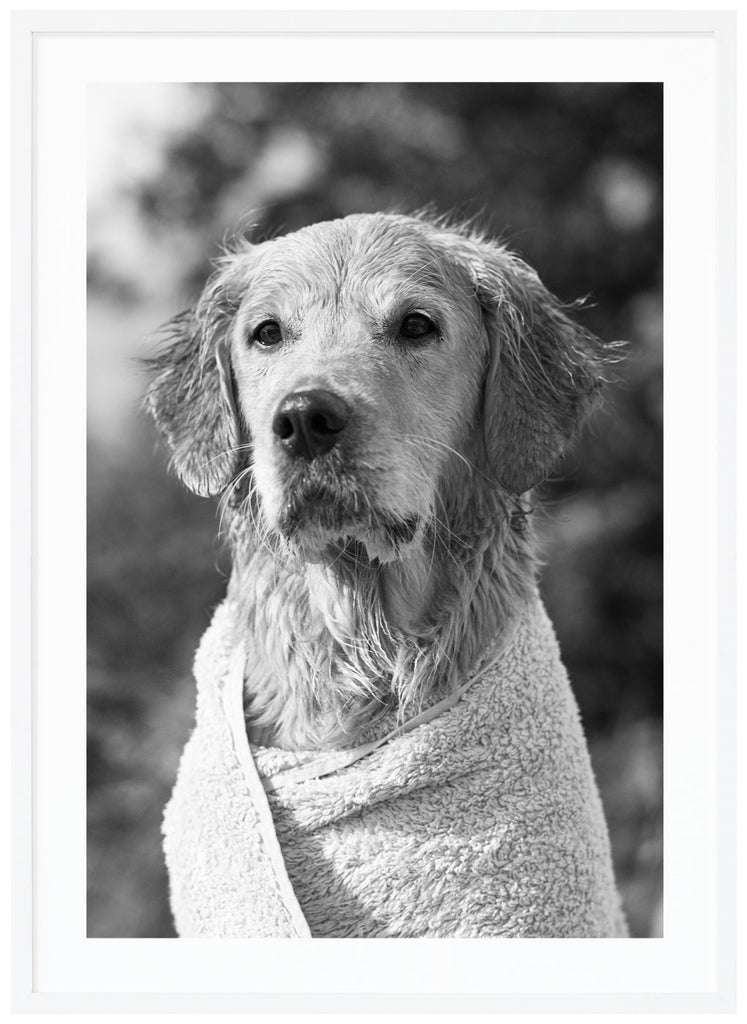 Black and white poster of portrait of white wet dog with towel around him. Portrait format. White frame.