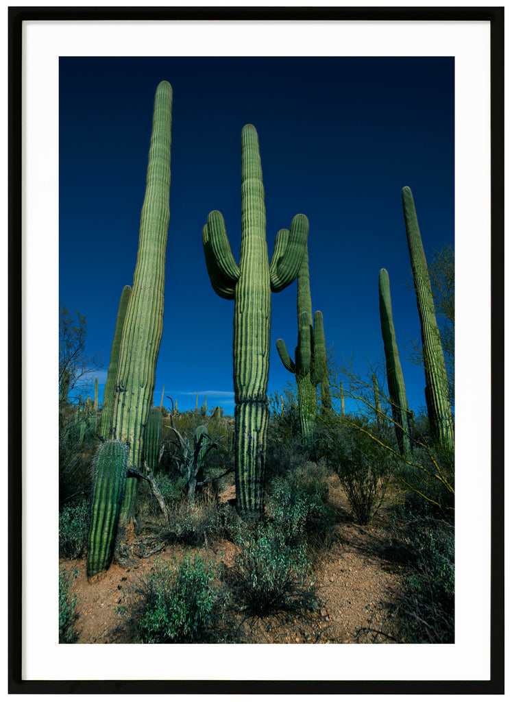 Color photography of the famous Saguaro cacti, Saguaro Duel in Tuscon, Arizona. Black frame.