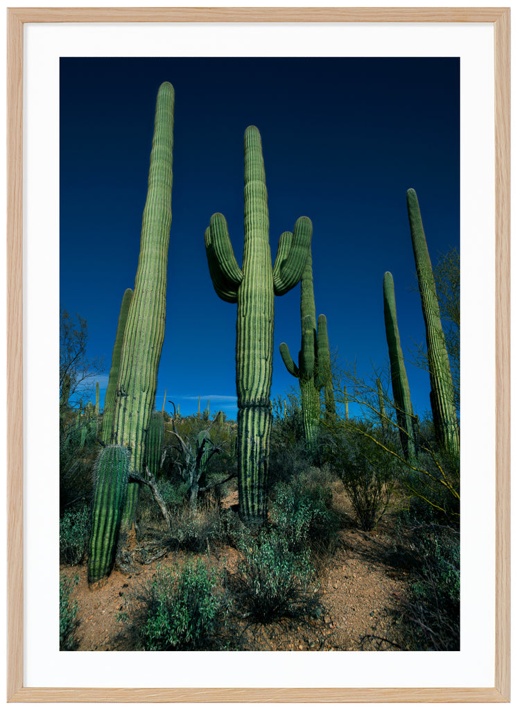 Color photography of the famous Saguaro cacti, Saguaro Duel in Tuscon, Arizona. Oak frame. 