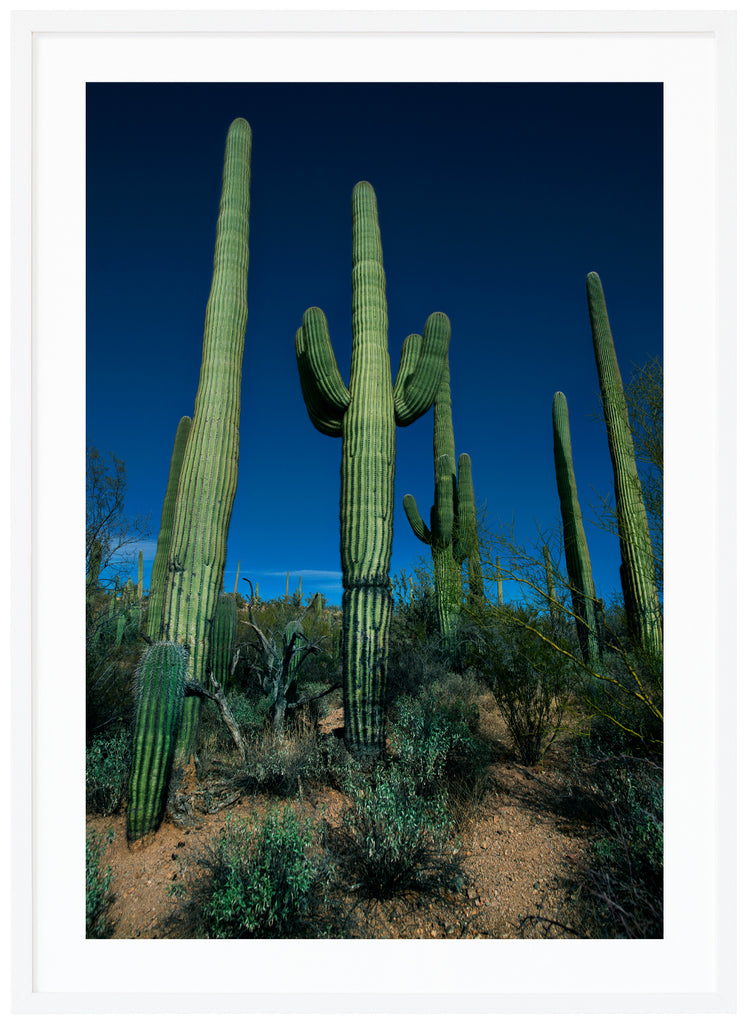 Color photography of the famous Saguaro cacti, Saguaro Duel in Tuscon, Arizona. White frame. 