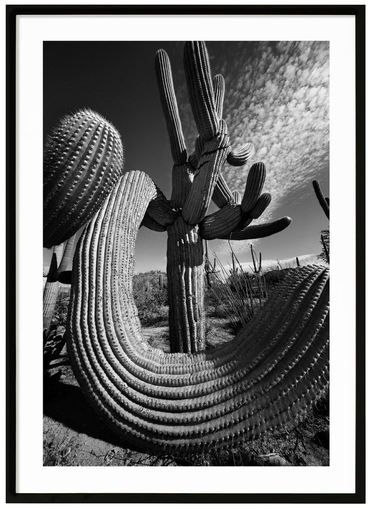 Black and white photograph of the famous Saguaro Cactus, Saguaro Soul in Tucson Arizona. Black frame. 