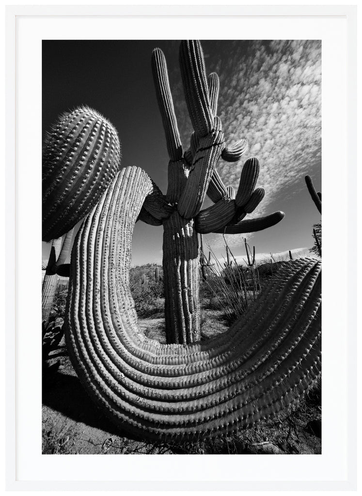 Black and white photograph of the famous Saguaro Cactus, Saguaro Soul in Tucson Arizona. White frame. 
