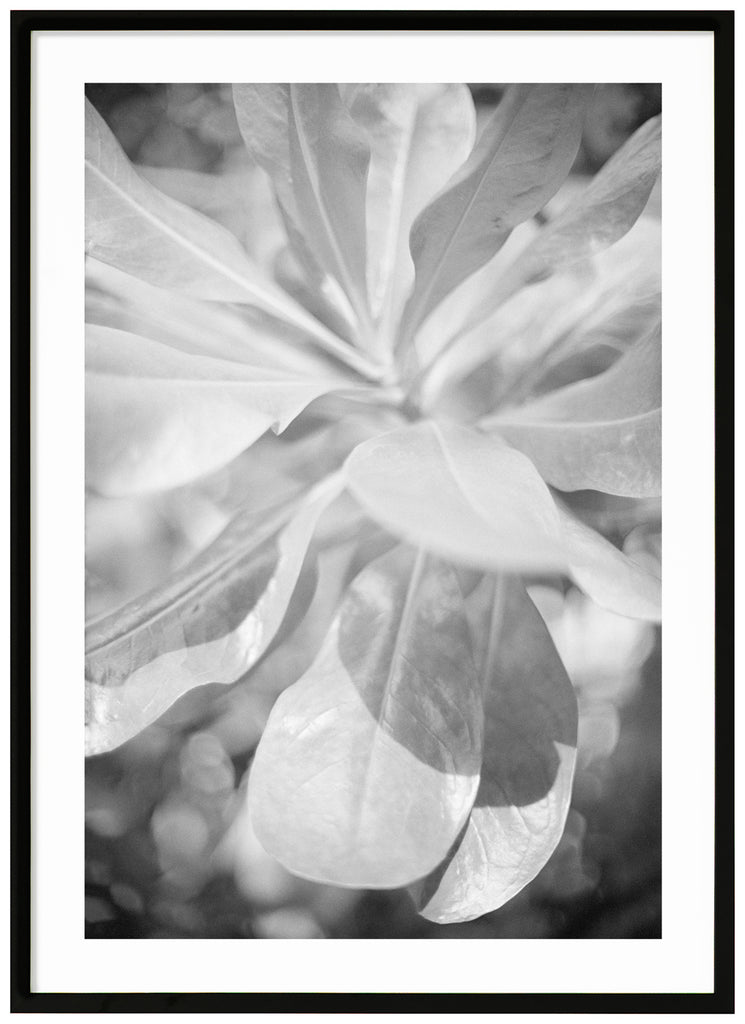 Analog photography in black and white on large leaves.  Black frame. 