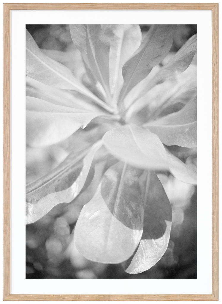 Analog photography in black and white on large leaves.  Oak frame.