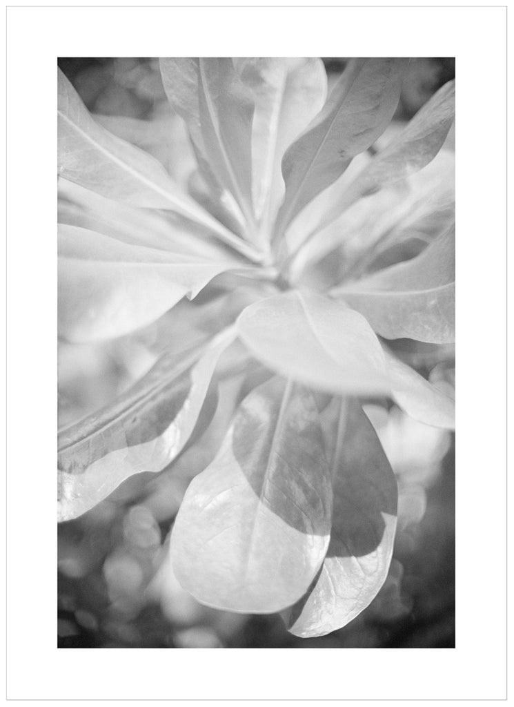 Analog photography in black and white on large leaves. 
