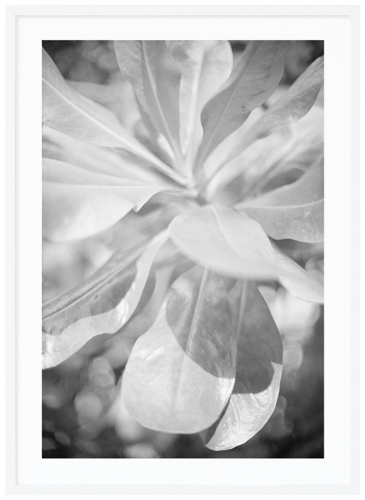 Analog photography in black and white on large leaves.  White frame. 