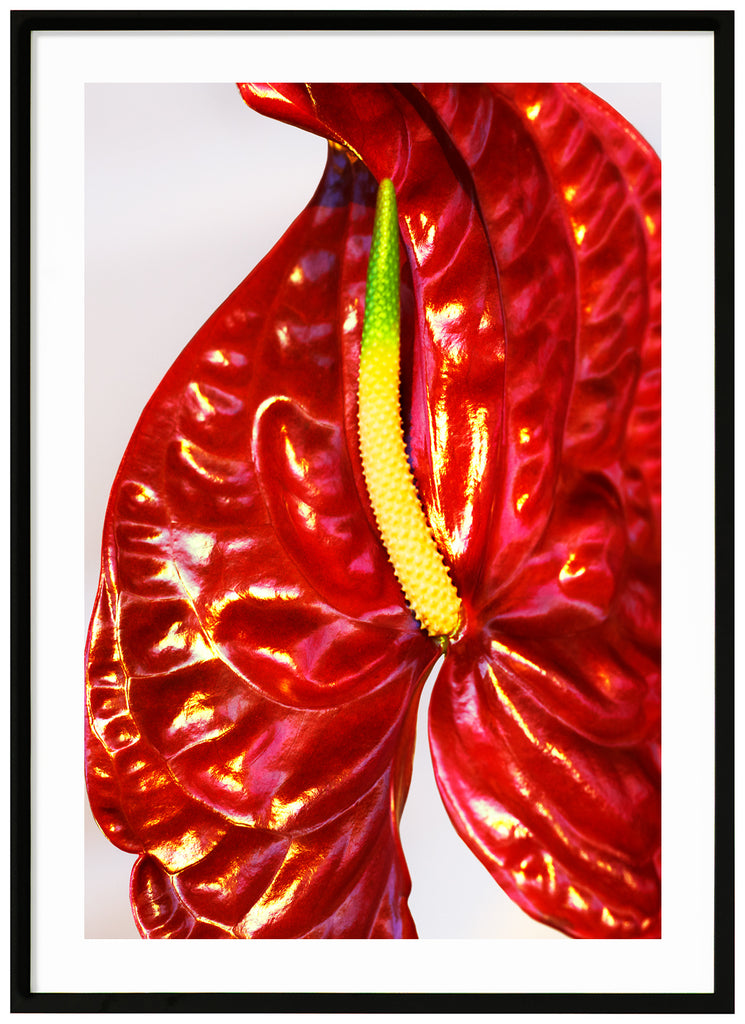  Colorful close-up of Anthurium, which is a flamingo flower.  Black frame. 