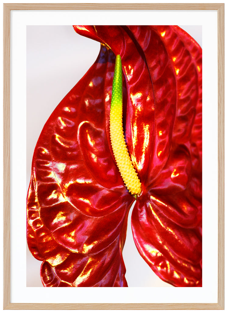  Colorful close-up of Anthurium, which is a flamingo flower.  Oak frame.