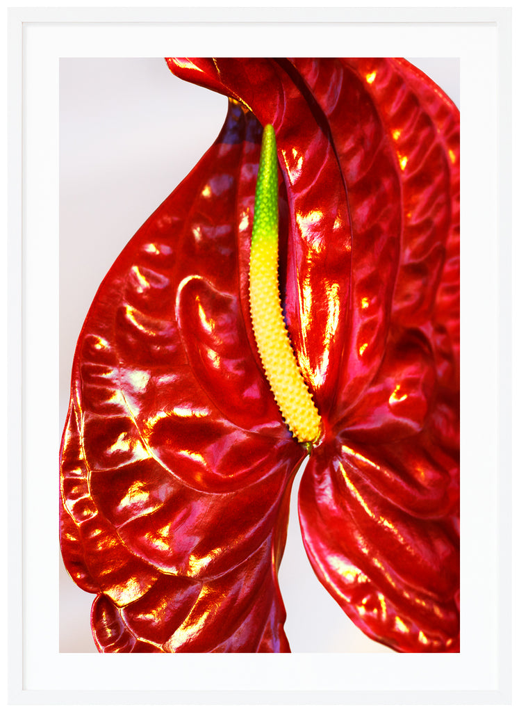  Colorful close-up of Anthurium, which is a flamingo flower. White frame.