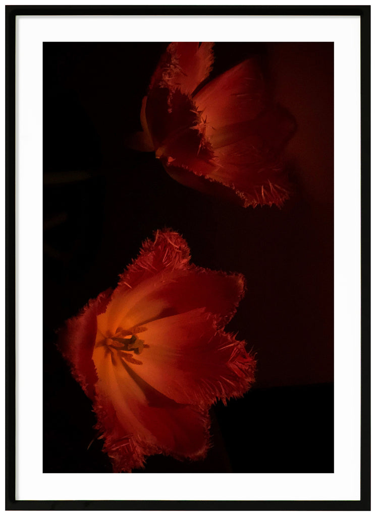 Photograph of flowers in red tones, with black background. Black frame. 