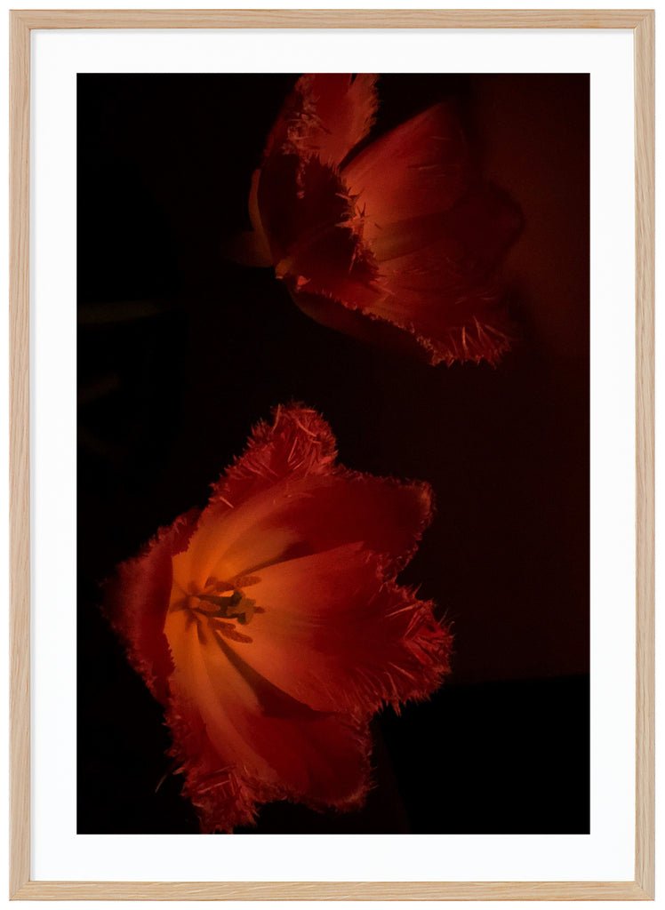 Photograph of flowers in red tones, with black background. Oak frame. 