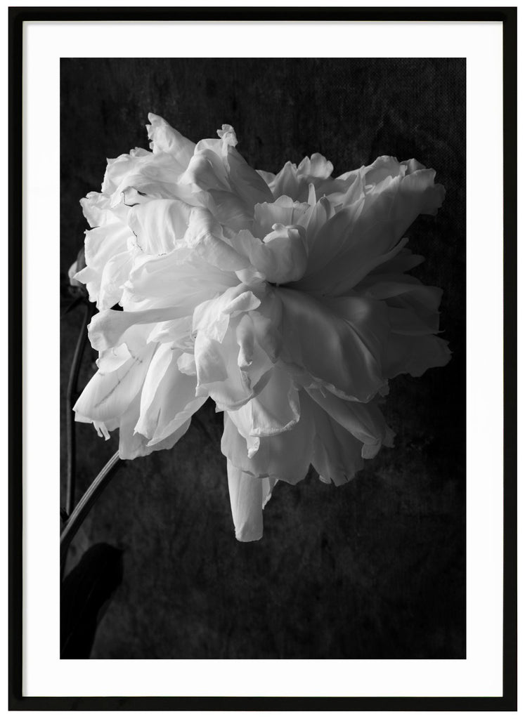 Black and white photograph of a white peony.  Black frame. 