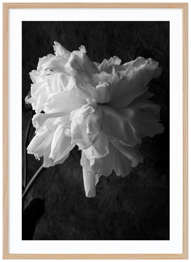 Black and white photograph of a white peony.  Oak frame. 