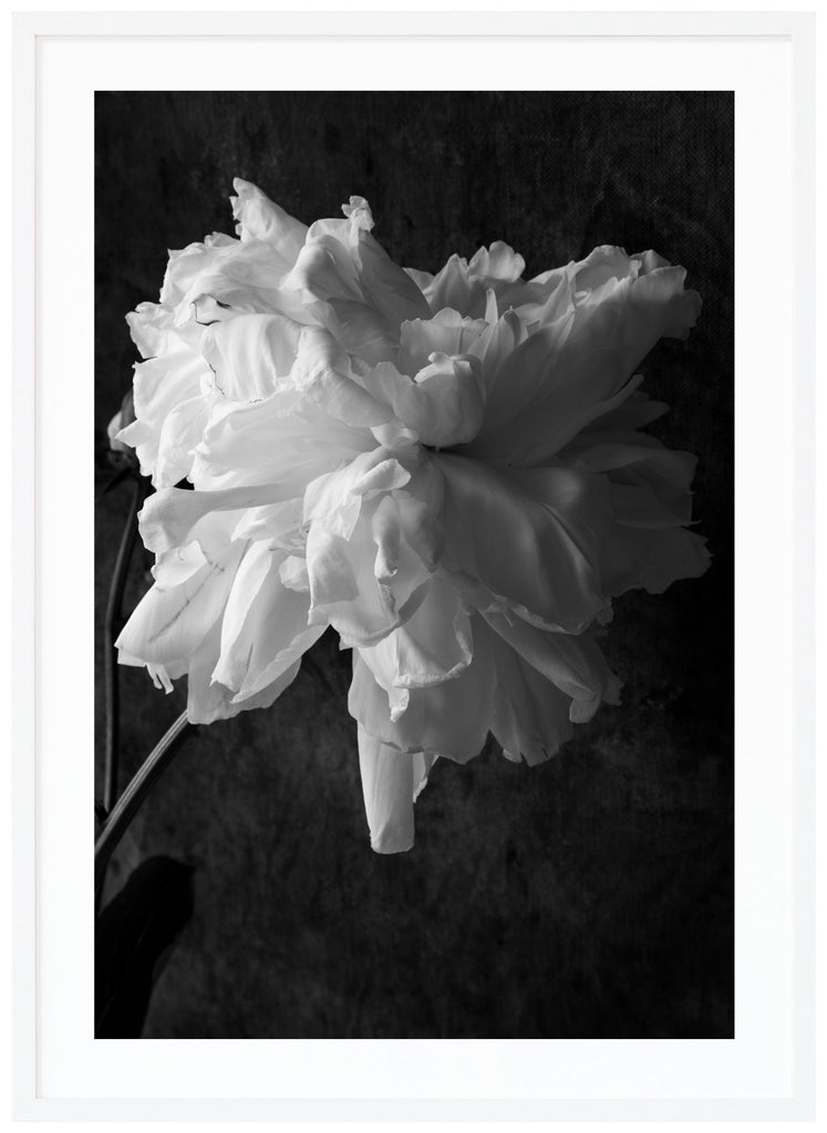 Black and white photograph of a white peony.  White frame. 
