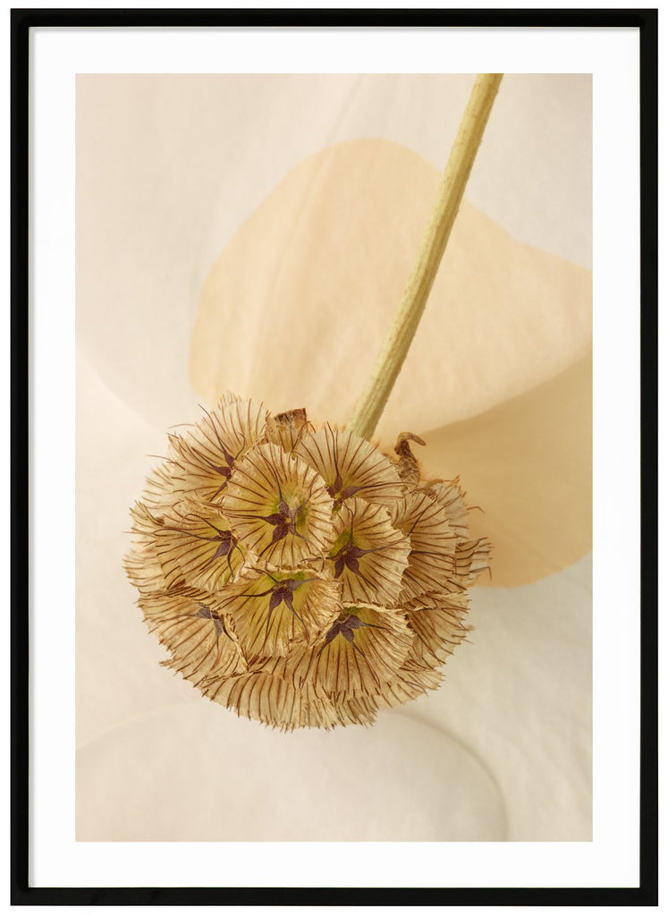 Color photography of leaves with graphic elements in the motif.  Black frame. 