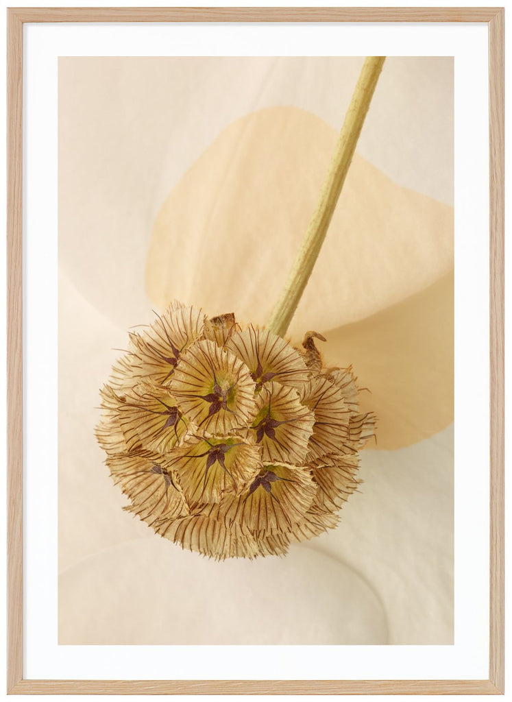 Color photography of leaves with graphic elements in the motif.  Oak frame. 